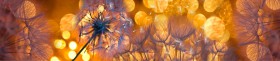 Кухонный фартук Мерцание Одуванчики золотистые 3 серебро в Крутинке - krutinka.katalogmebeli.com | фото